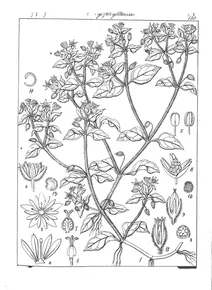 Stellaria media