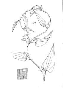 Stemona javanica