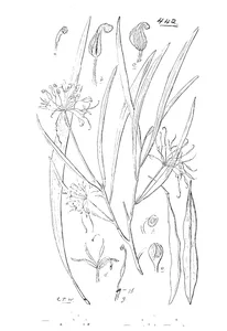 Stenocarpus cunninghamii