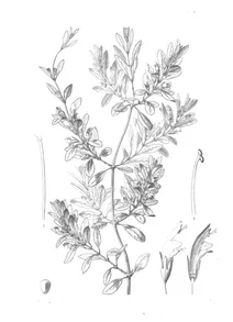 Stenogyne angustifolia