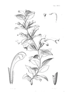 Stenogyne longiflora