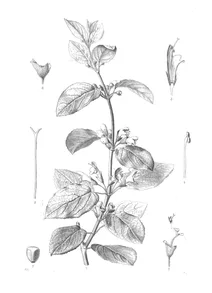 Stenogyne macrantha