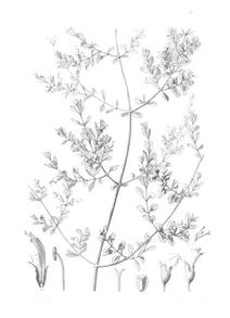 Stenogyne microphylla