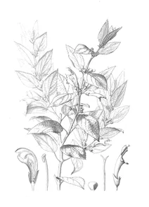 Stenogyne scrophularioides