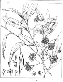 Стенокарпус салінгус, 1904-1922