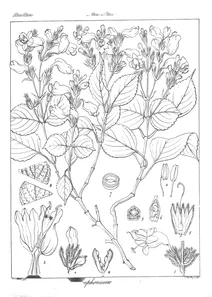 Stenosiphonium diandrum