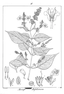 Stenosiphonium russellianum