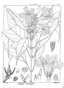 Stenosiphonium russellianum nees