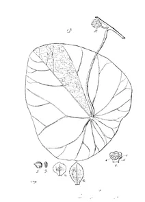 Stephania bancroftii