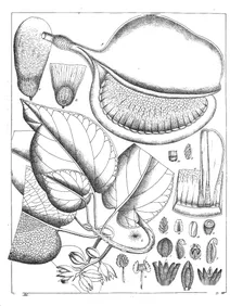 Sterculia haynii
