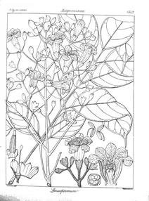 Stereospermum suaveolens