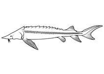 Стерлядь (acipenser ruthenus)