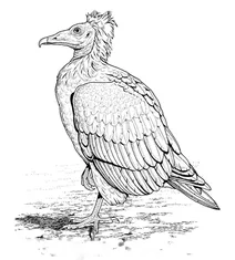 Стерв’ятник