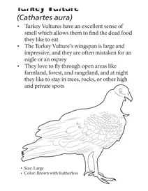 Стерв’ятник (cathartes aura)