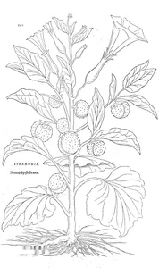 Stramonium