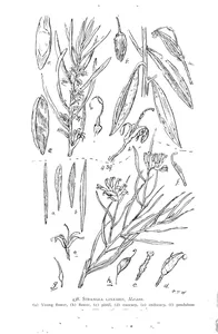 Strangea linearis and grevillea leiophylla