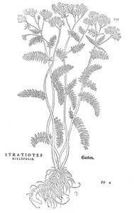 Stratiotes millefolia