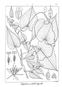 Streptolirion volubile edgew