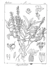 Striga orobanchoides