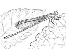 Стрілка блакитна (enallagma cyathigerum)