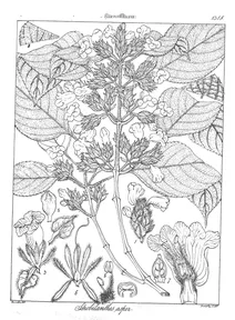 Strobilanthes asper
