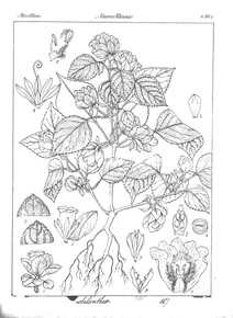 Strobilanthes campanulatus
