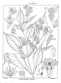 Strobilanthes ciliatus