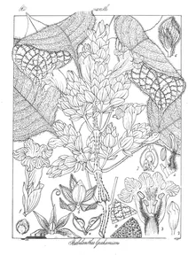 Strobilanthes grahamianus