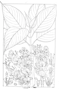 Strobilanthes luridus