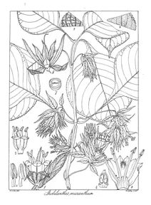 Strobilanthes micranthus