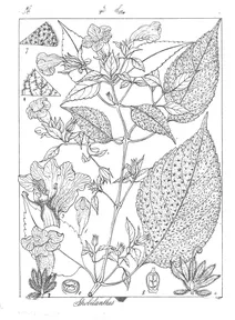 Strobilanthes neesiana