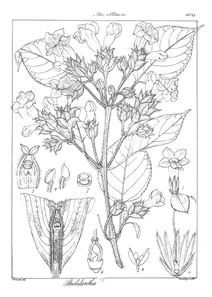 Strobilanthes perrottetianus