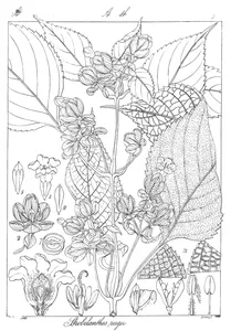 Strobilanthes rugosus