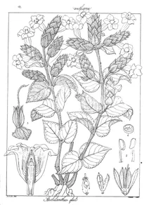 Strobilanthes sessilis