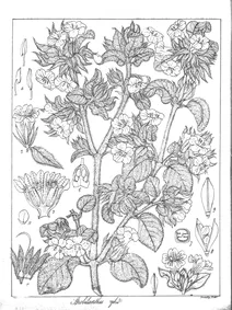 Strobilanthes wightianus