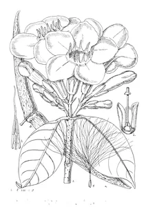 Strophanthus gratus