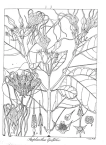 Strophanthus griffithii
