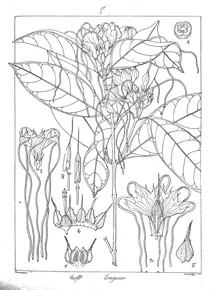 Strophanthus longicaudatus