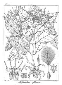 Strophanthus wightianus