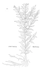Struthium
