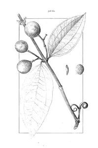 Strychnos bancroftiana