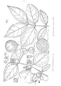 Strychnos lucida і strychnos psilosperma
