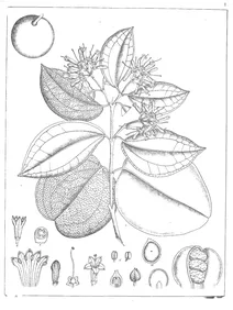 Strychnos nux vomica