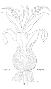 Сцилла