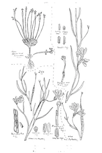 Stylidium pedunculatum і lechenaultia filiformis і leschenaultia agrostophylla
