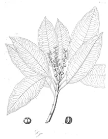 Styllingia laurifolia