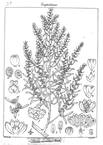 Suaeda monoica