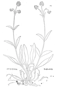 Succisa