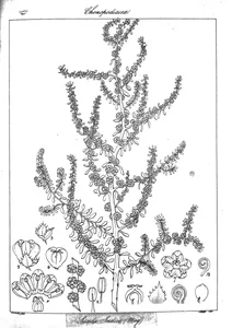 Sueda indica