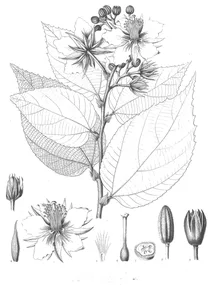 Suhea platypolata